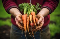 Carrots and beets in the man farmer hands carrot vegetable gardening. AI generated Image by rawpixel.