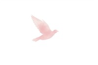 Dove flying white bird. AI generated Image by rawpixel.