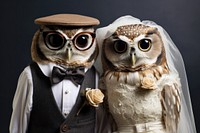 Owl wedding animal portrait. 