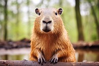 A capybara wildlife animal mammal. AI generated Image by rawpixel.
