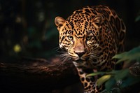 Leopard in the wood wildlife animal mammal. AI generated Image by rawpixel.