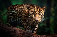 A leopard in the wood wildlife animal mammal. AI generated Image by rawpixel.