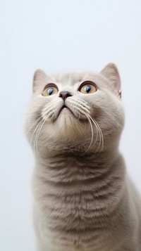Scottish fold cat looking up to the top portrait animal mammal. AI generated Image by rawpixel.