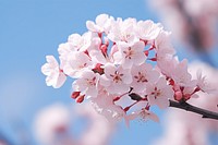 Branch cherry blossom outdoors flower nature. AI generated Image by rawpixel.