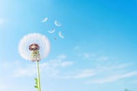 Dandelion floating in the air outdoors nature flower. AI generated Image by rawpixel.