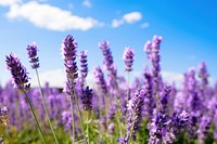 Field of lavender landscape outdoors blossom. AI generated Image by rawpixel.