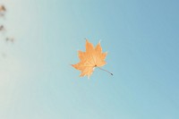 Leaf floating in the air plant tree tranquility. AI generated Image by rawpixel.