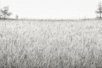 Grass field backgrounds outdoors nature. AI generated Image by rawpixel.