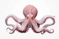 Octopus swimming animal invertebrate cephalopod. AI generated Image by rawpixel.
