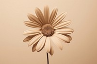 Spring daisy flower plant inflorescence. AI generated Image by rawpixel.