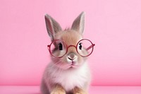 Rabbit glasses portrait mammal. AI generated Image by rawpixel.
