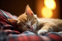 Little kitten scottish sleeping portrait blanket. AI generated Image by rawpixel.