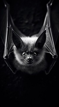 Bat wildlife animal mammal. AI generated Image by rawpixel.