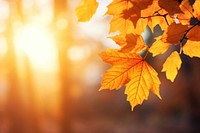 Fall leaves backgrounds sunlight outdoors. AI generated Image by rawpixel.