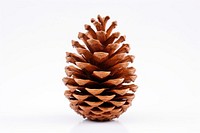 Dry group pine cone plant tree white background. AI generated Image by rawpixel.