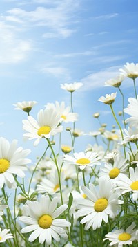 Daisy flower backgrounds landscape. AI generated Image by rawpixel.