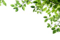 Tree branches with green leaf on left border tree backgrounds outdoors. AI generated Image by rawpixel.