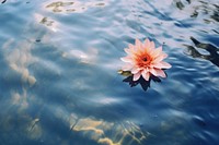 Flower floating on river surface outdoors nature petal. AI generated Image by rawpixel.