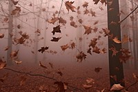 Autumn leaves outdoors nature plant. AI generated Image by rawpixel.