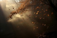 Autumn leaves light sunlight outdoors. AI generated Image by rawpixel.