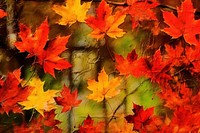 Autumn leaves backgrounds maple plant. AI generated Image by rawpixel.