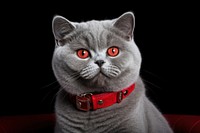 A british shorthair cat with red pet collar in embroidery style animal mammal accessories. AI generated Image by rawpixel.