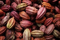 Hawaiian Cocao Pods vegetable plant food. AI generated Image by rawpixel.