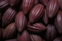 Hawaiian Cocao Pods food backgrounds abundance. AI generated Image by rawpixel.