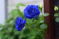 Blue rose flower plant petal. AI generated Image by rawpixel.
