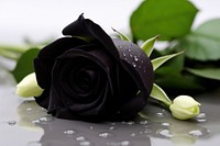 Black rose flower petal plant. AI generated Image by rawpixel.