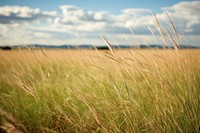 Grass grass landscape grassland. AI generated Image by rawpixel.