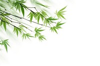 Bambooes backgrounds plant green. AI generated Image by rawpixel.