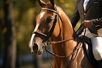 Male equestrian recreation mammal animal. AI generated Image by rawpixel.