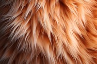 Cat fur texture backgrounds softness. 