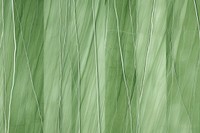 Green bamboo curtain texture plant. AI generated Image by rawpixel.
