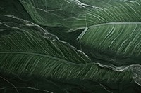 Green palm outdoors nature backgrounds. AI generated Image by rawpixel.
