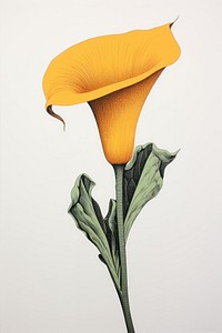 Calla lily flower sunflower yellow plant. AI generated Image by rawpixel.