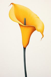 Calla lily flower yellow petal plant. AI generated Image by rawpixel.