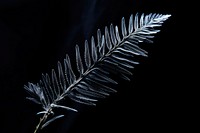1 frozen pine leaf nature plant black background. AI generated Image by rawpixel.