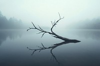 A misty lake with dead stick outdoors nature plant. AI generated Image by rawpixel.