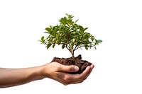 Brown hand holding a small size fully grown tree planting bonsai nature. AI generated Image by rawpixel.