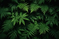 Lots of green leaves in the dirt and ferns backgrounds vegetation nature. AI generated Image by rawpixel.