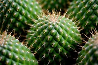 Cactus photo plant backgrounds freshness. AI generated Image by rawpixel.