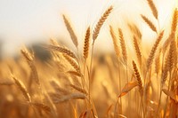 Golden ripe ears nature agriculture outdoors. AI generated Image by rawpixel.
