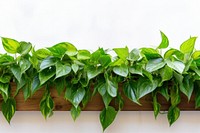 Betel tree plant leaf freshness. AI generated Image by rawpixel.