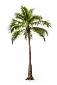 A tropical palm tree tropics plant white background. AI generated Image by rawpixel.