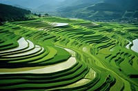 Rice field photo landscape outdoors nature. AI generated Image by rawpixel.