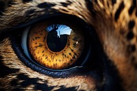 Leopard eye wildlife animal mammal. AI generated Image by rawpixel.