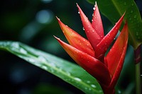 Rainforest flower heliconia plant. AI generated Image by rawpixel.