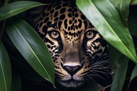 Rainforest wildlife leopard animal. AI generated Image by rawpixel.